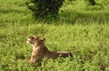 Lion laying in the field close up profile snarling Royalty Free Stock Photo