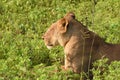 Lion laying in the field close up profile Royalty Free Stock Photo