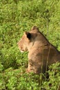 Lion laying in the field close up profile Royalty Free Stock Photo