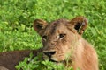 Lion laying in the field close up Royalty Free Stock Photo