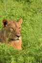 Lion laying in the field close up Royalty Free Stock Photo