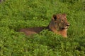 Lion laying in the field close up Royalty Free Stock Photo