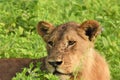 Lion laying in the field close up Royalty Free Stock Photo