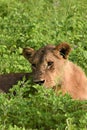 Lion laying in the field close up Royalty Free Stock Photo