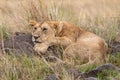 Lion in grasslands on the Masai Mara, Kenya Africa