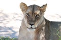 a lion is laying in the shade on the ground in the zoo Royalty Free Stock Photo