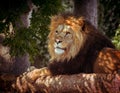 Lion laying in shade Royalty Free Stock Photo