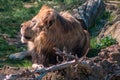 Lion lazing in the sun at the John Ball Zoo in Grand Rapids Michigan