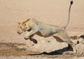 Lion leaping like a cat over water in the Kalahari