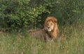 Lion, Leeuw, Panthera leo