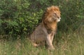 Lion, Leeuw, Panthera leo Royalty Free Stock Photo