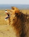 Lion, Leo Africa Kenya safari national park wild animals Royalty Free Stock Photo