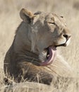 Lion licking