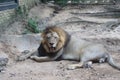 This is a lion licking its paw in the grass