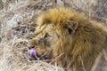 Lion licking its whisker pads in Kruger National park, South Africa