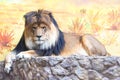 A sleepy lion with a mighty mane is resting on the stones against the background of a painted wall with a safari