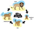 Lion Life Cycle Infographic Diagram