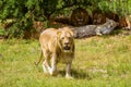 Lion and lion pride in the shade of a tree Royalty Free Stock Photo