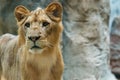 Lion,Lion of zoo Thailand.