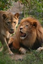 Lion and lioness