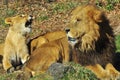 Lion and lioness Royalty Free Stock Photo