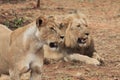 Lion and lioness Royalty Free Stock Photo