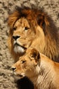 Lion and Lioness Royalty Free Stock Photo