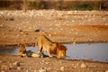 Lion and lioness