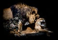 Lions biting each other