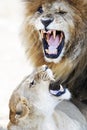 Lion and Lioness Aggression During Mating