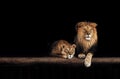 Lion and lioness, animals family. Portrait in the dark Royalty Free Stock Photo