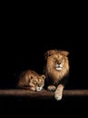 Lion and lioness, animals family. Portrait in the dark Royalty Free Stock Photo