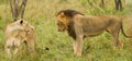 Lion and Lioness in the Bush in South Africa Royalty Free Stock Photo