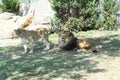 The lion and the lioness are carnivorous mammals of the felid family