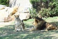 The lion and the lioness are carnivorous mammals of the felid family