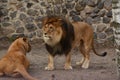 Lion and lioness at the city zoo.