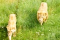 Lion and a lioness a couple in love inspect their possessions together