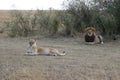 Lion lioness couple in maasai mara