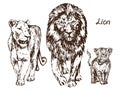 Lion, lioness and lion cub, family Royalty Free Stock Photo