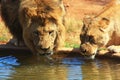 Lion and lioness drinking