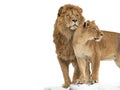 Lion and lioness isolated on white background Royalty Free Stock Photo