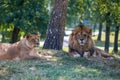 Lion and lioness lie down on the grass.