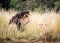 Lion and Lioness Looking At Each Other Royalty Free Stock Photo