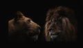 Lion and lioness looking at each otheron a black background.