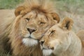 Lion and lioness Love