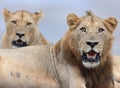 Lion and the lioness lying on the road roaring proudly Royalty Free Stock Photo