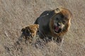 Lion and lioness mate