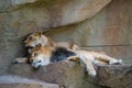Lion and lioness (Panthera leo) resting together on a rock Royalty Free Stock Photo