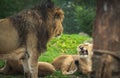 The Lion And Lioness Are Playing Rolling Around On The Grass