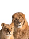 lion and lioness portrait isolated on white